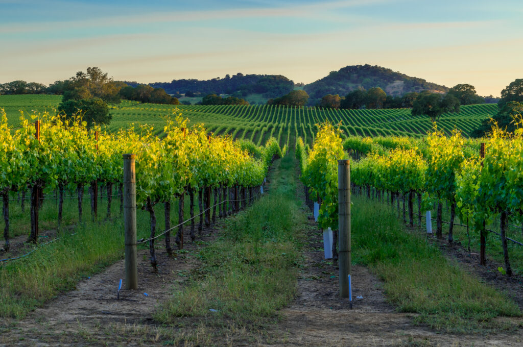 Sunset in the vineyards of Sonoma